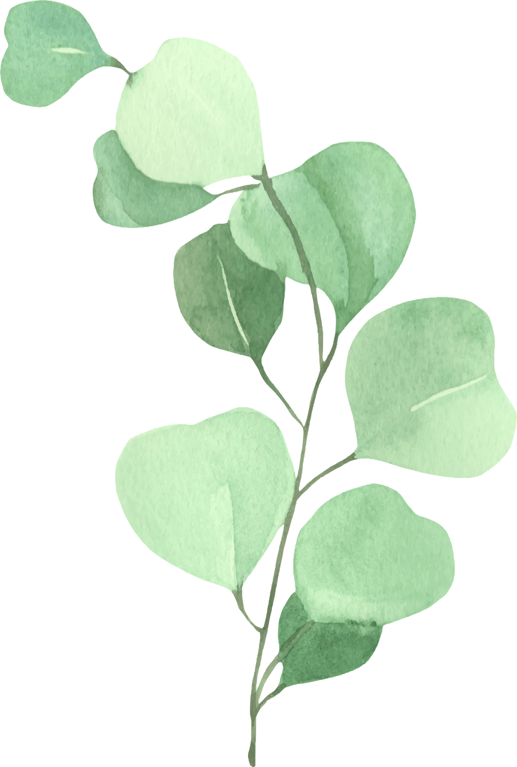 Watercolor Eucalyptus Green leaf eucalyptus (4)