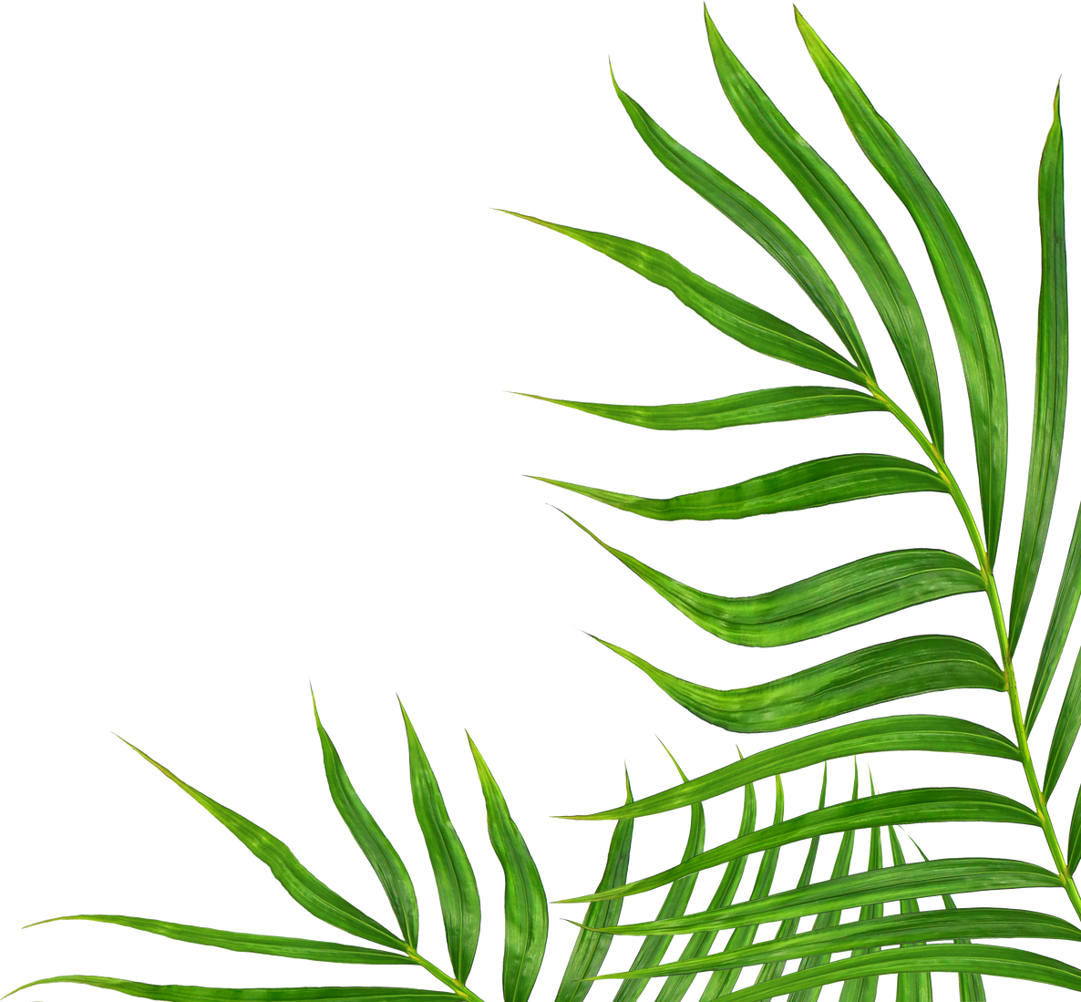 Green leaves of palm tree isolated on transparent background